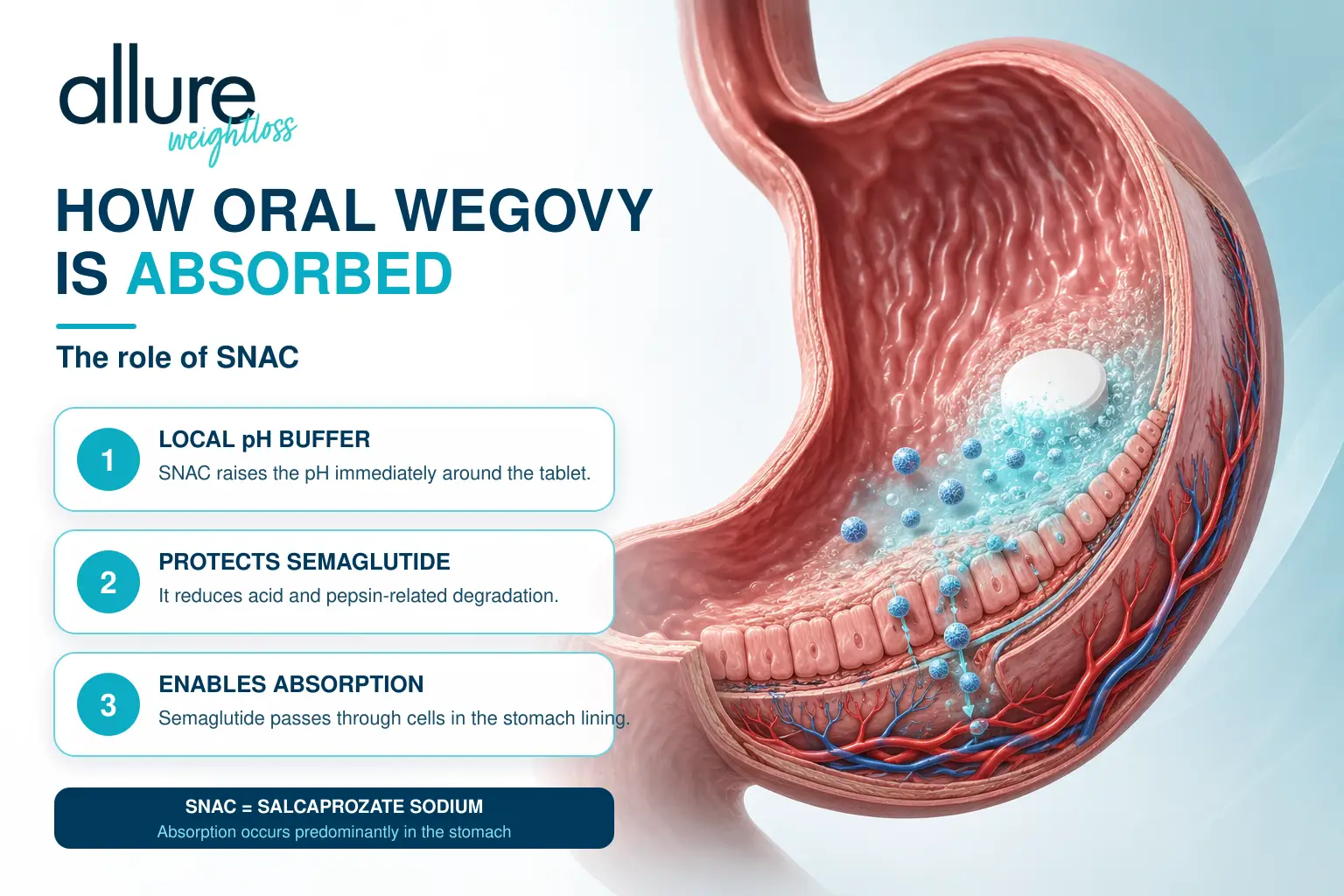 Medical illustration showing how SNAC protects oral semaglutide and helps Wegovy tablets absorb through the stomach lining